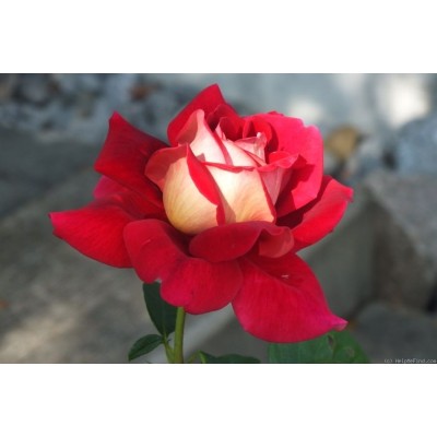 Trandafir teahibrid Kronenberg