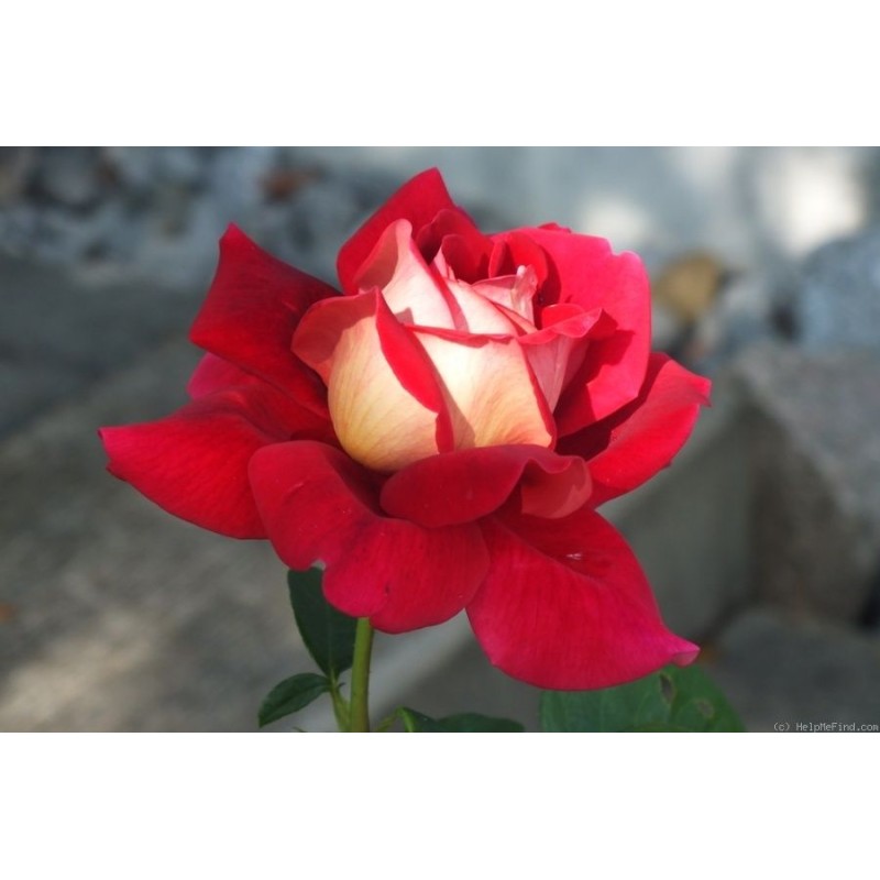 Trandafir teahibrid Kronenberg