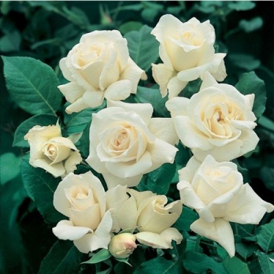 Trandafir teahibrid Pascali