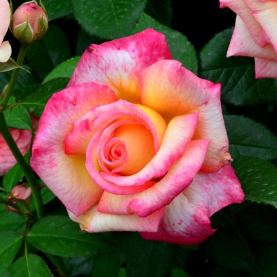 Trandafir floribunda Sheila's Perfume 