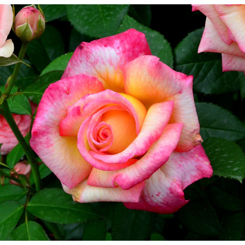 Trandafir floribunda Sheila's Perfume 