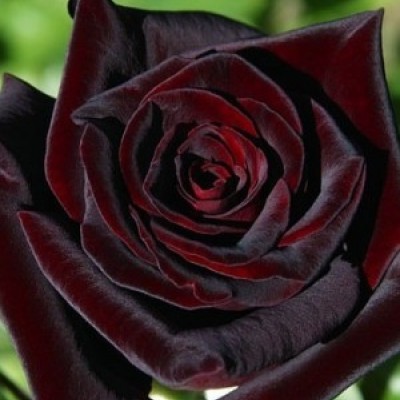 Trandafir teahibrid Black Magic