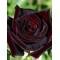 Trandafir teahibrid Black Magic
