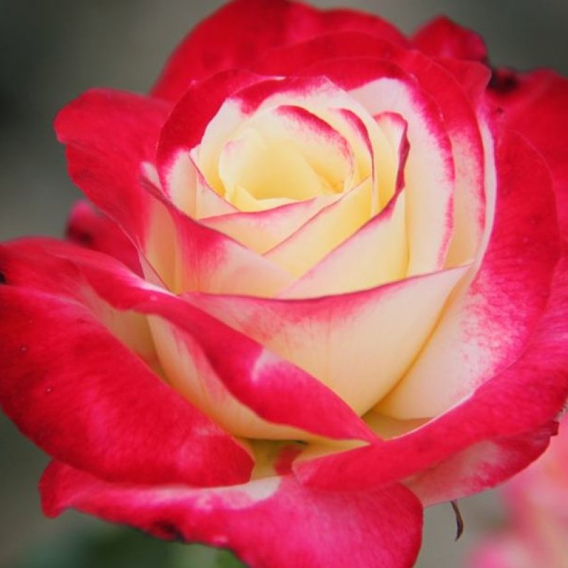 Trandafir teahibrid Double Delight