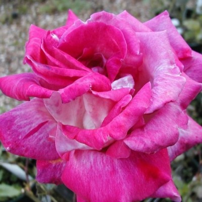 Trandafir teahibrid Rose Gaujard 