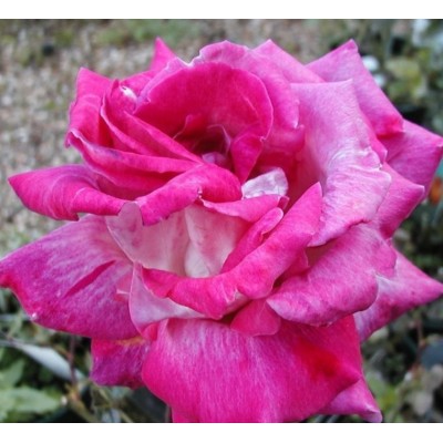 Trandafir teahibrid Rose Gaujard 