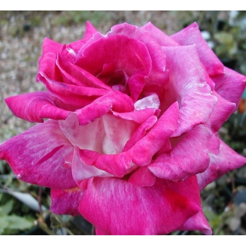 Trandafir teahibrid Rose Gaujard 