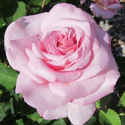 Trandafir teahibrid Belinda's Dream