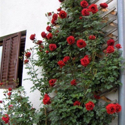 Trandafir urcator Don Juan 