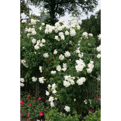 Trandafir urcator Ilse Krohn