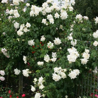 Trandafir urcator Ilse Krohn