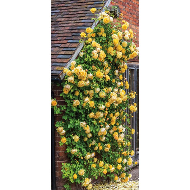 Trandafir urcator Golden Showers 