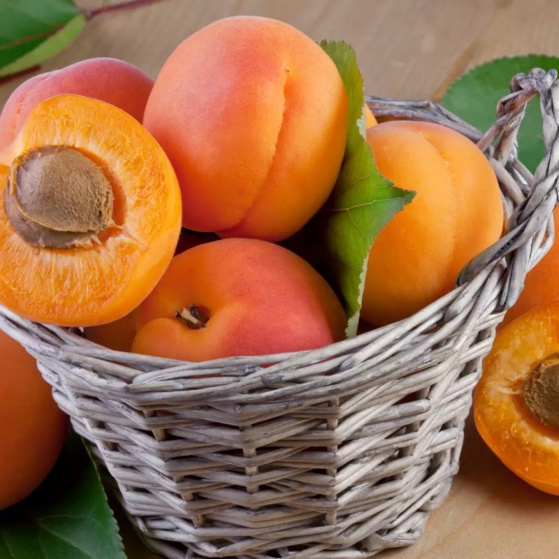 Pomi Fructiferi - Cais Pannonia