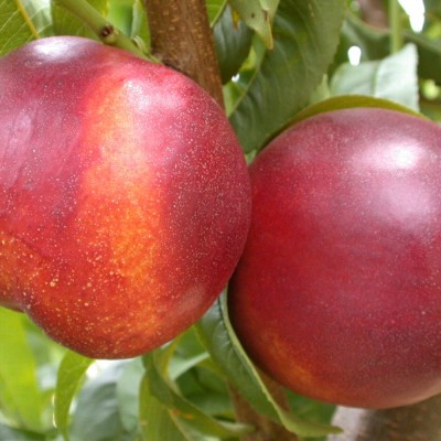 Pomi Fructiferi - Nectarin Fantasia