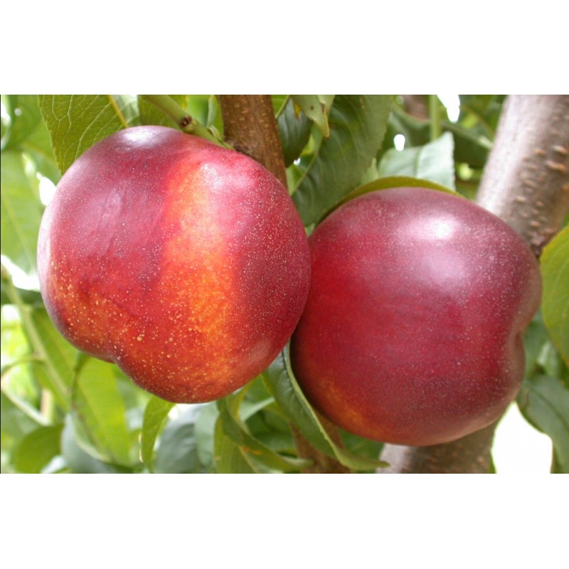 Pomi Fructiferi - Nectarin Fantasia