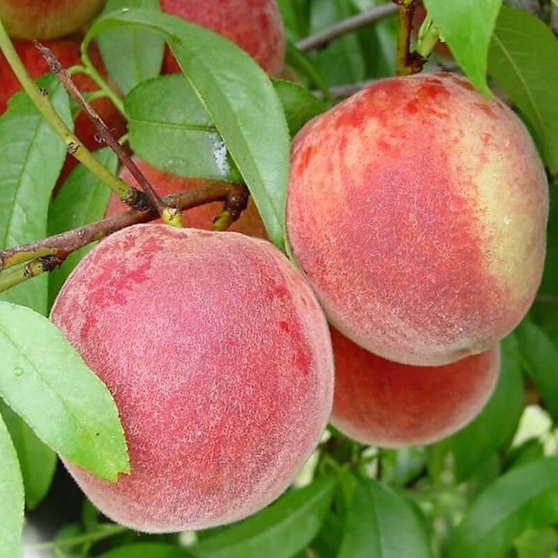 Pomi Fructiferi - Piersic Champion