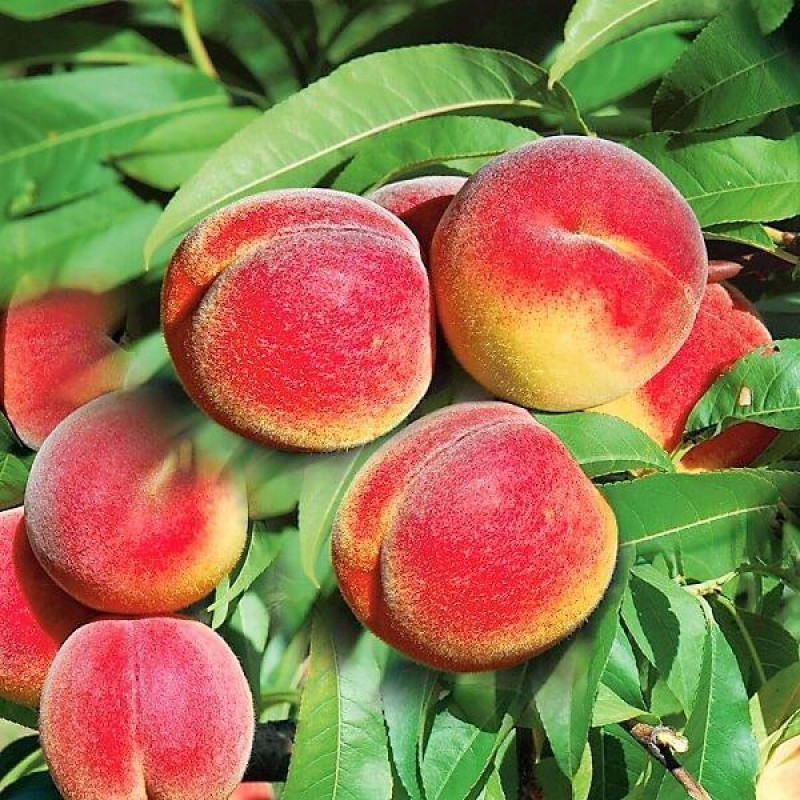 Pomi Fructiferi - Piersic Champion