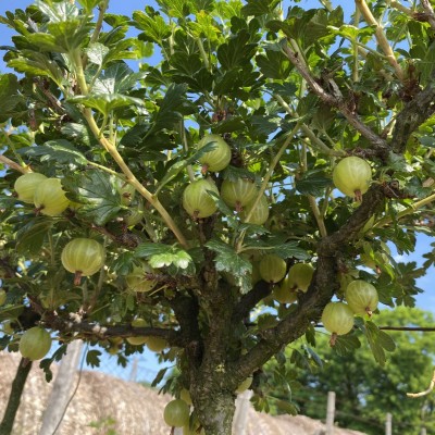 Arbusti Fructiferi - Agris Alb  pe Tulpina Inalta