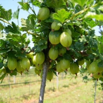 Arbusti Fructiferi - Agris Alb  pe Tulpina Inalta