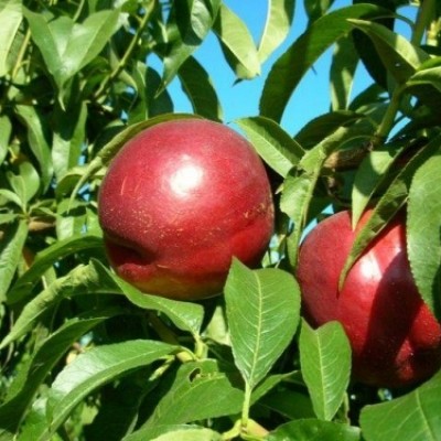 Pomi Fructiferi - Nectarin Caldessi 2020