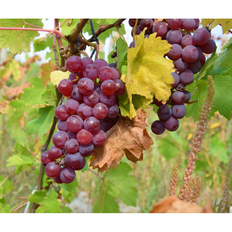 Vita de Vie - Cheasla rosie