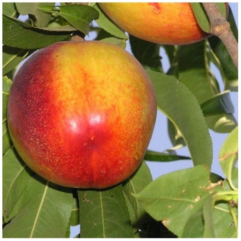 Pomi Fructiferi - Nectarin Flavortop