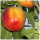 Pomi Fructiferi - Nectarin Flavortop
