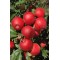 Pomi Fructiferi - Mar Gala Must