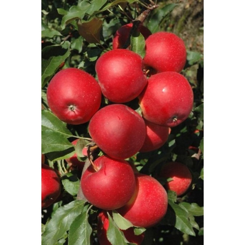 Pomi Fructiferi - Mar Gala Must
