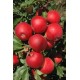 Pomi Fructiferi - Mar Gala Must