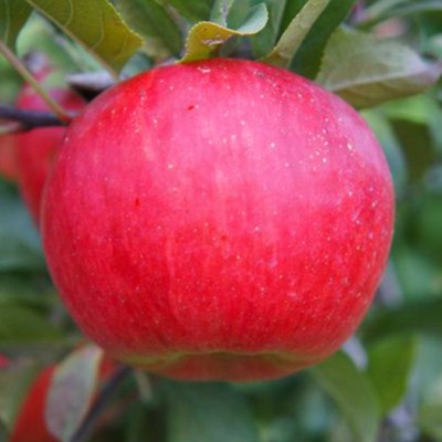 Pomi Fructiferi - Mar Topaz