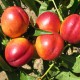 Pomi Fructiferi - Nectarin Flavortop