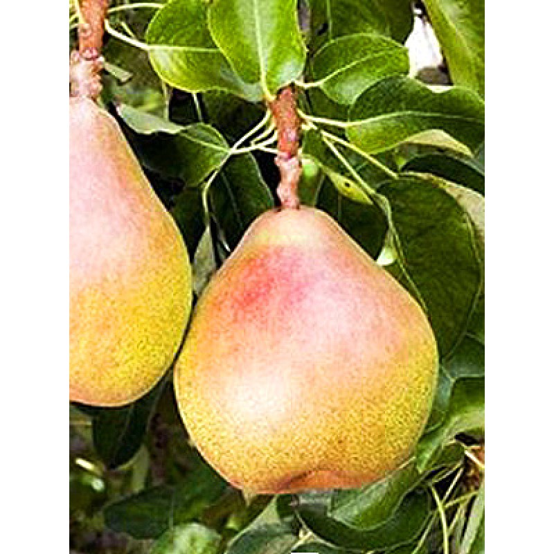 Pomi Fructiferi - Par Aromata de Bistrita