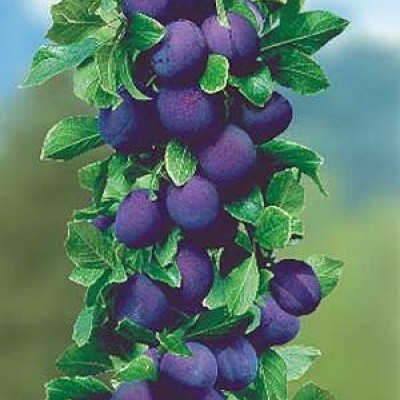 Pomi Fructiferi - Prun Columnar