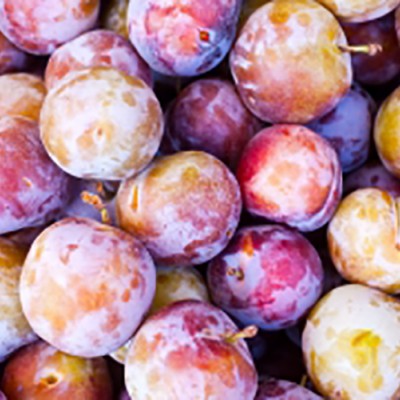 Pomi Fructiferi - Prun Sermina