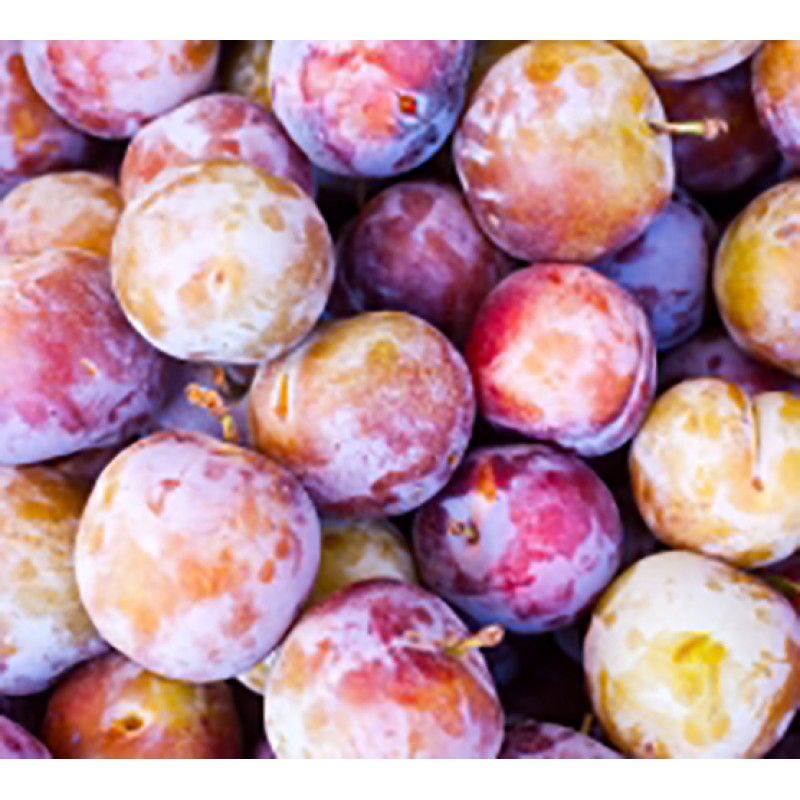 Pomi Fructiferi - Prun Sermina