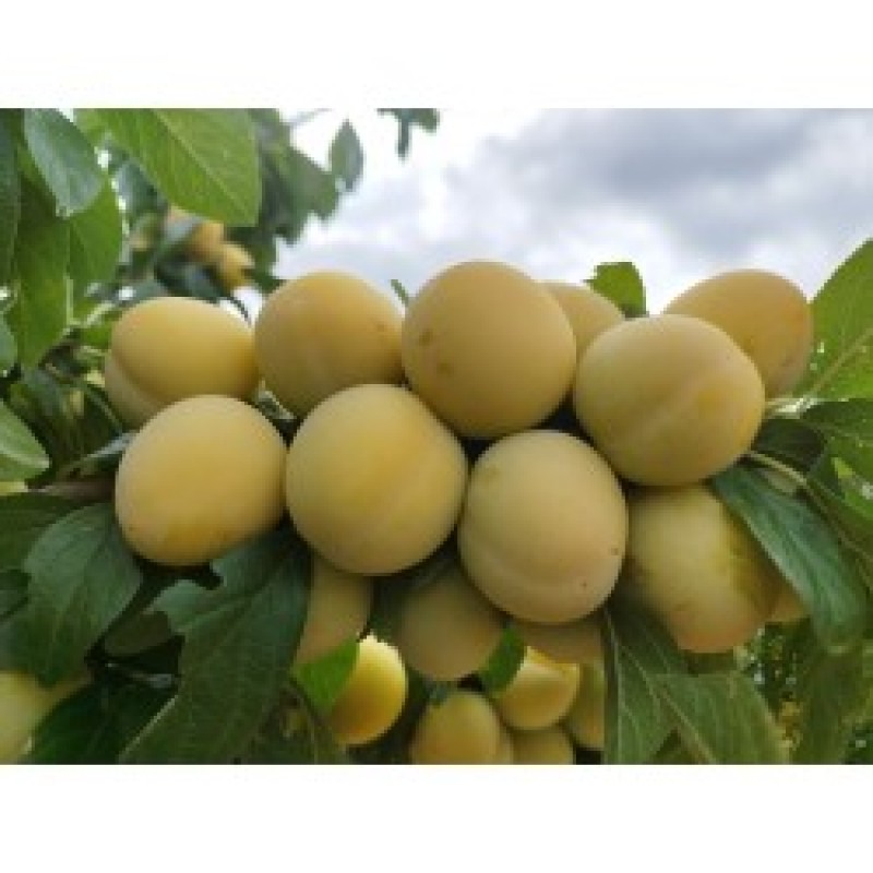 Pomi Fructiferi - Prun Perdrigon Blanc 