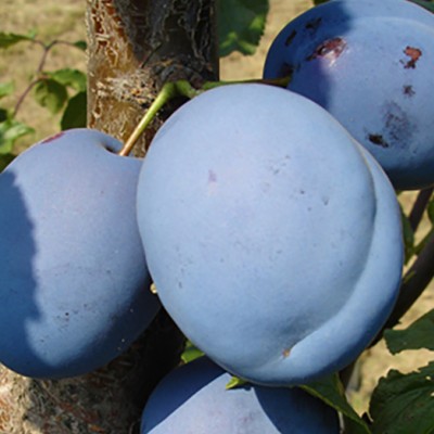 Pomi Fructiferi - Prun Record