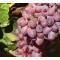 Vita de Vie - Tata Caprei Rosie