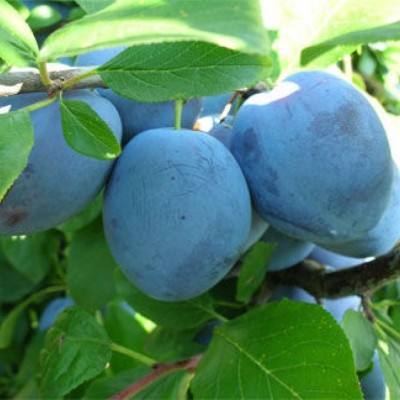 Pomi Fructiferi - Prun Topend Plus